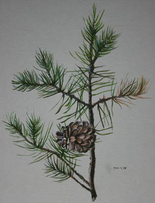 Drawing by Ted Mahle &mdash; image 71 of 75