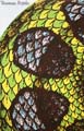 Graphics 35